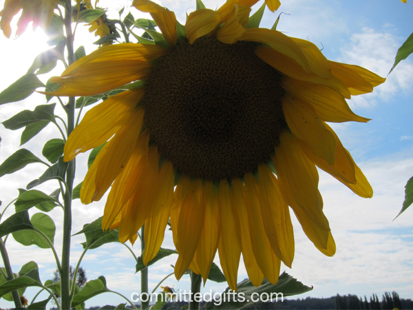 Sunflower photo no flash