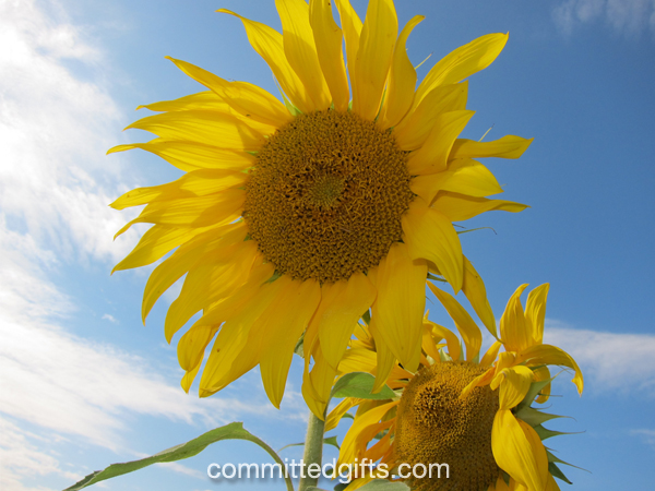Sunflower with flash