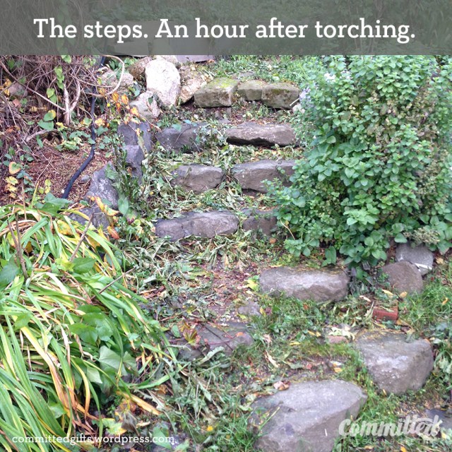 Committed-FlameWeeding7