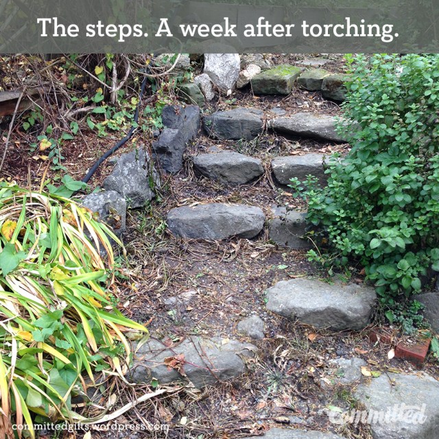 Committed-FlameWeeding8